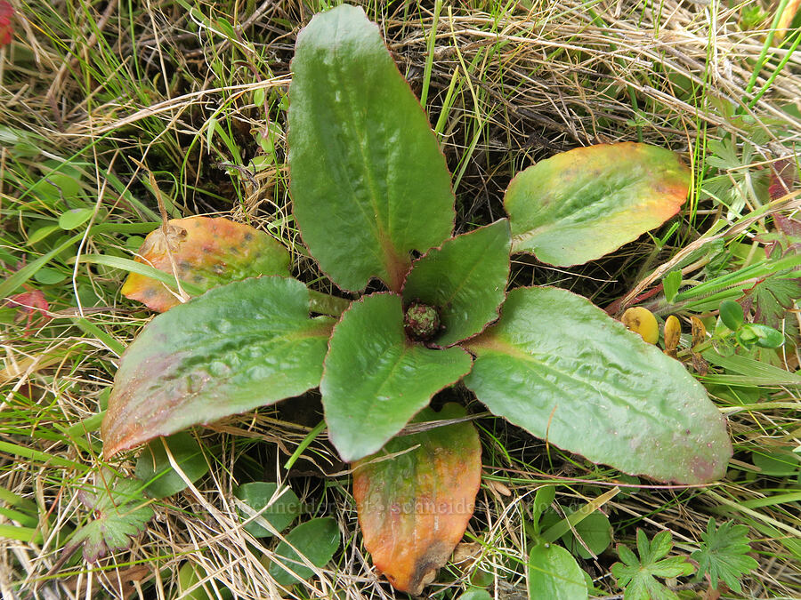 saxifrage, budding (Micranthes occidentalis (Saxifraga occidentalis)) [Horse Rock Ridge, Linn County, Oregon]
