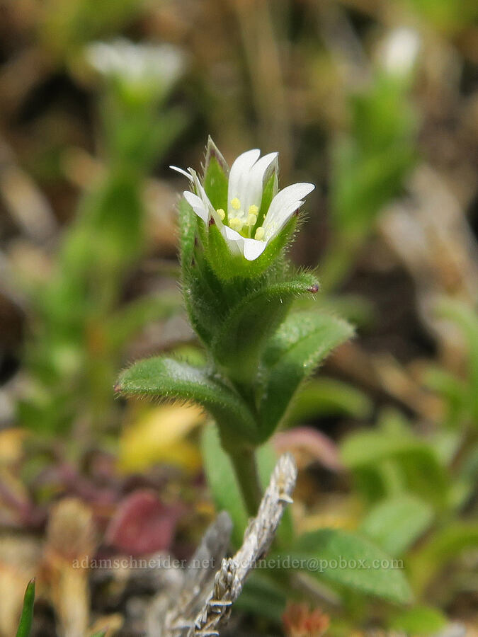 mouse-ear chickweed (Cerastium fontanum ssp. vulgare) [Horse Rock Ridge, Linn County, Oregon]