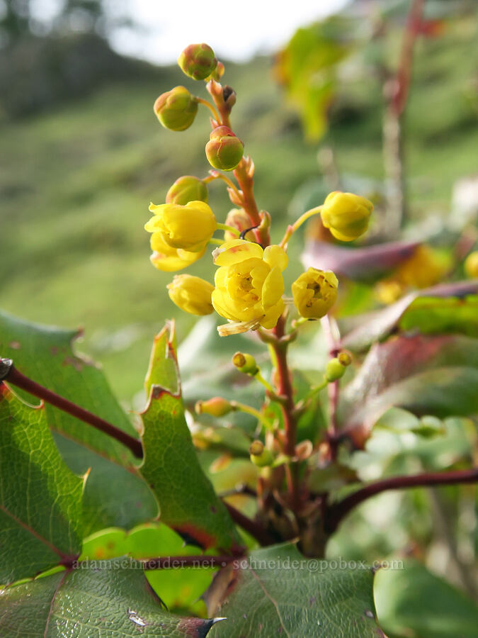 Oregon-grape flowers (Mahonia aquifolium (Berberis aquifolium)) [Horse Rock Ridge, Linn County, Oregon]