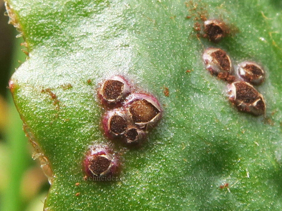 fungus galls on a saxifrage leaf (Puccinia sp., Micranthes sp. (Saxifraga sp.)) [Horse Rock Ridge, Linn County, Oregon]
