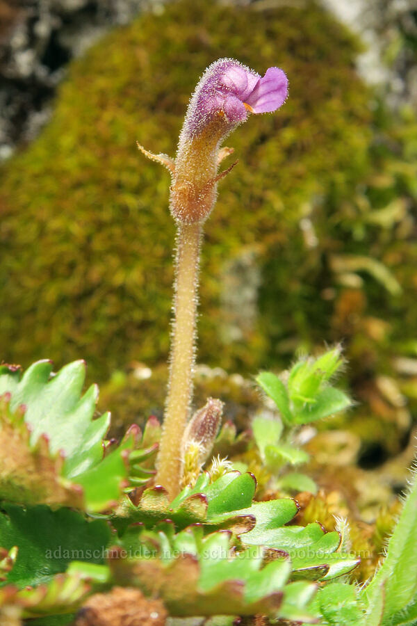 naked broomrape (Aphyllon purpureum (Orobanche uniflora)) [Horse Rock Ridge, Linn County, Oregon]