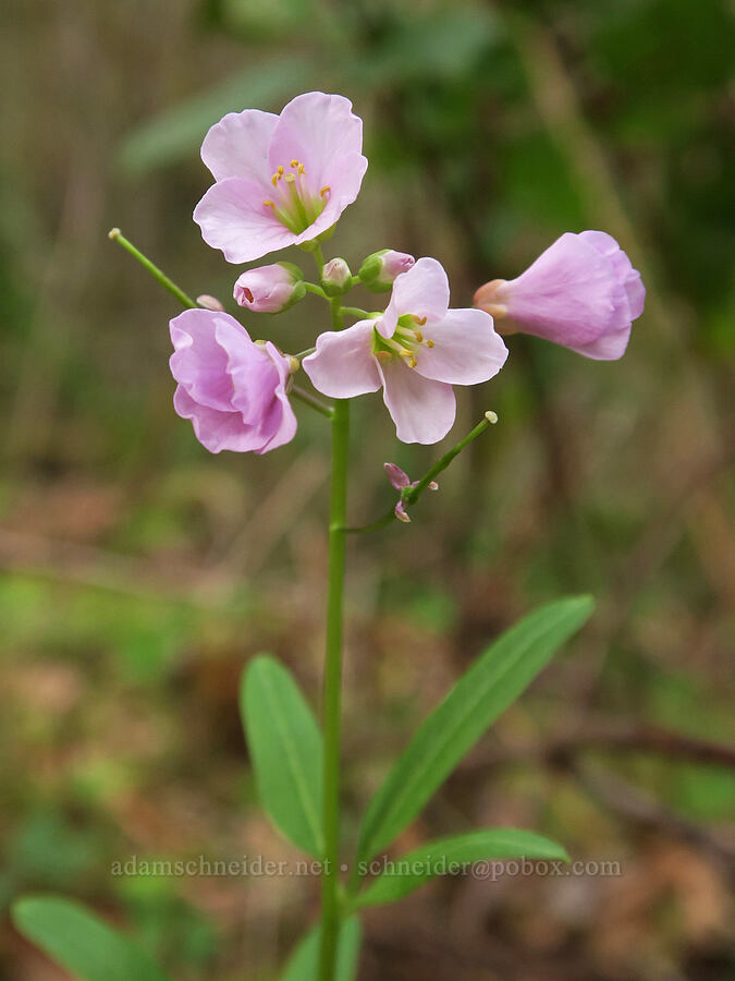 oaks toothwort (Cardamine nuttallii) [Cascadia State Park, Linn County, Oregon]