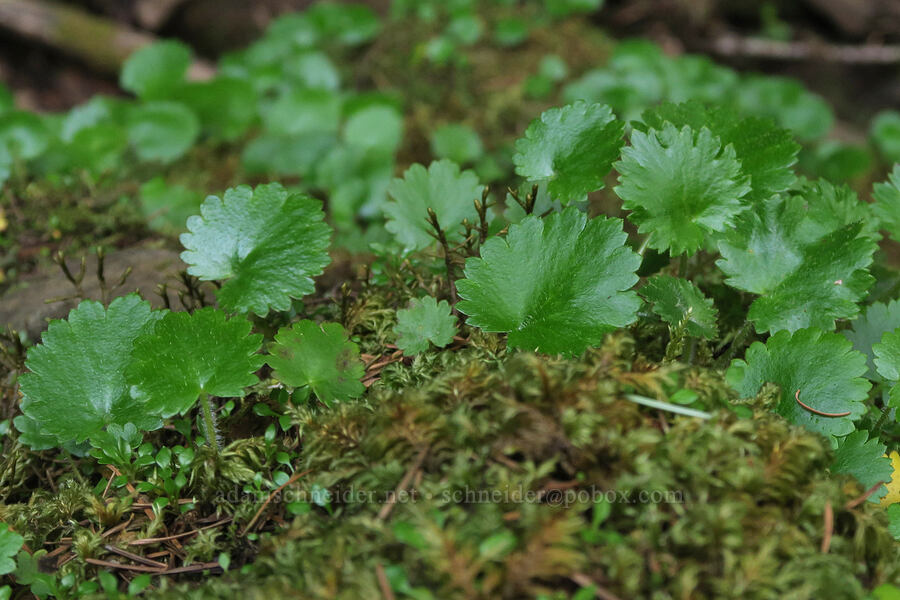 Mertens' saxifrage leaves (Saxifraga mertensiana) [Cascadia State Park, Linn County, Oregon]