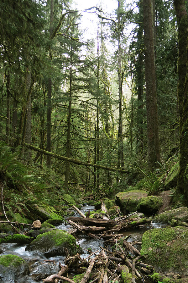 Soda Creek [Cascadia State Park, Linn County, Oregon]