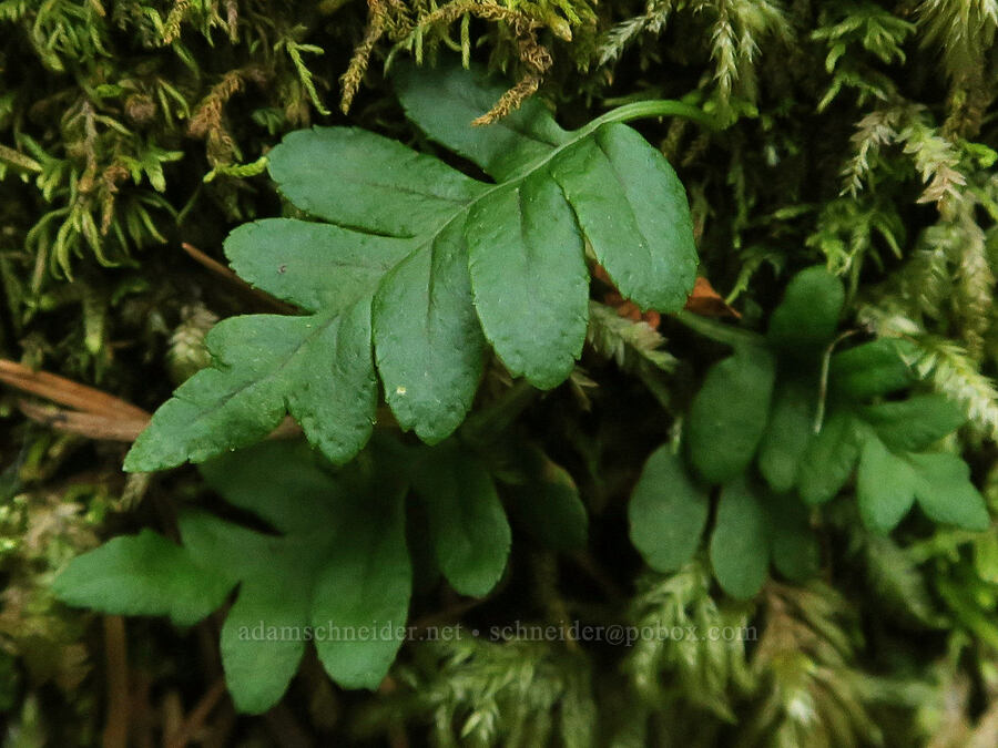 western polypody fern (Polypodium hesperium) [Cascadia State Park, Linn County, Oregon]