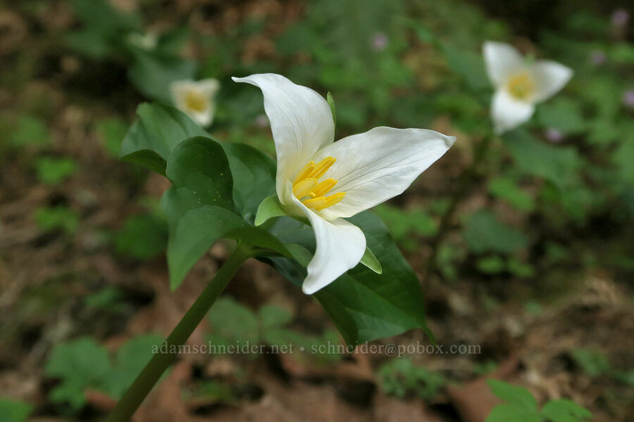 western trillium (Trillium ovatum) [Cascadia State Park, Linn County, Oregon]