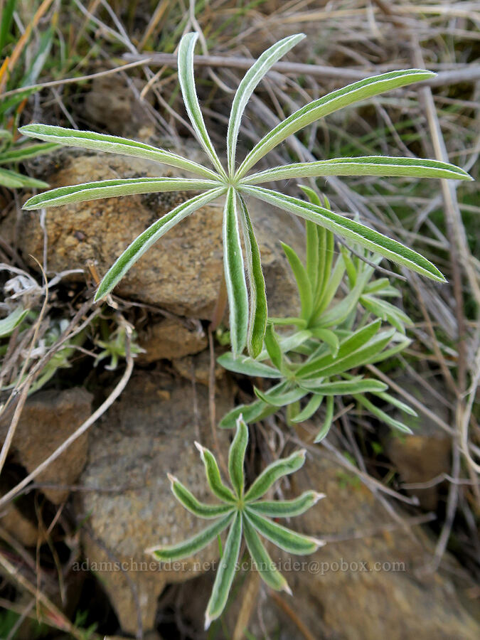 skinny lupine leaves (Lupinus sp.) [BLM Criterion Tract, Wasco County, Oregon]