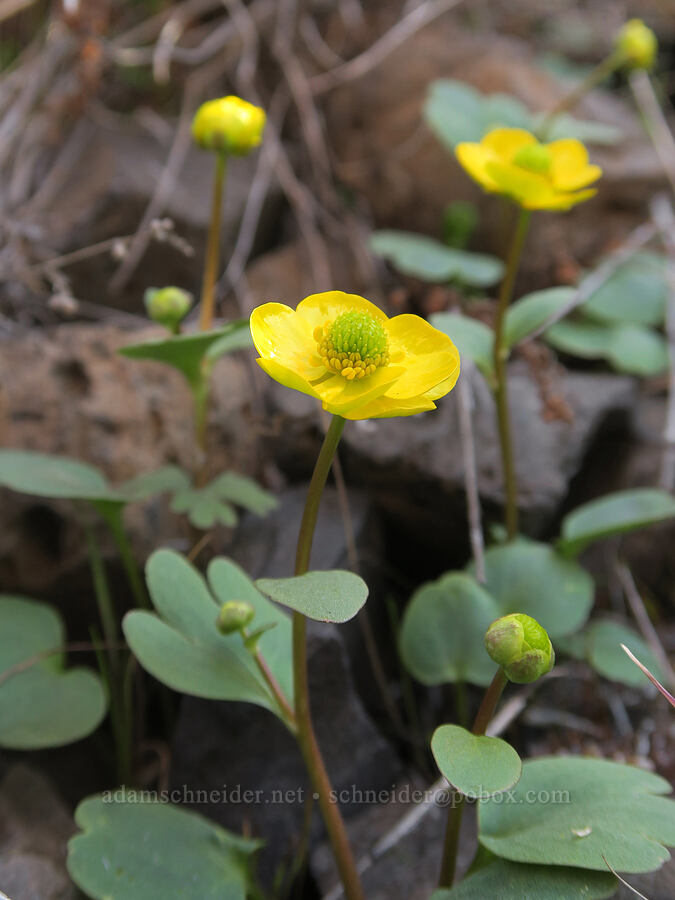 sagebrush buttercups (Ranunculus glaberrimus var. glaberrimus) [BLM Criterion Tract, Wasco County, Oregon]