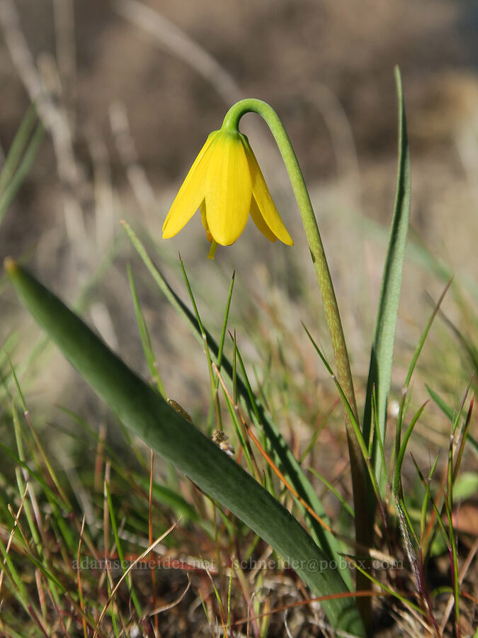 yellow bell (Fritillaria pudica) [BLM Criterion Tract, Wasco County, Oregon]
