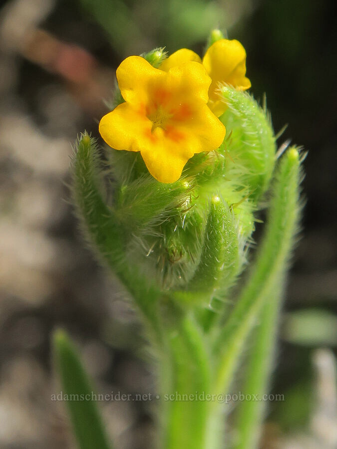 bugloss fiddleneck (Amsinckia lycopsoides) [BLM Criterion Tract, Wasco County, Oregon]