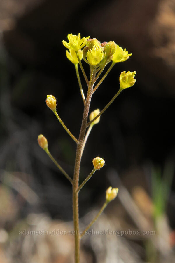 tansy-mustard (Descurainia sp.) [BLM Criterion Tract, Wasco County, Oregon]