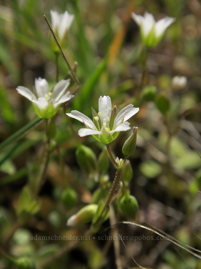 jagged chickweed (Holosteum umbellatum) [BLM Criterion Tract, Wasco County, Oregon]