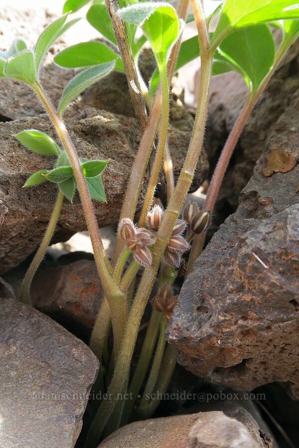 ball-head waterleaf, budding (Hydrophyllum capitatum) [BLM Criterion Tract, Wasco County, Oregon]