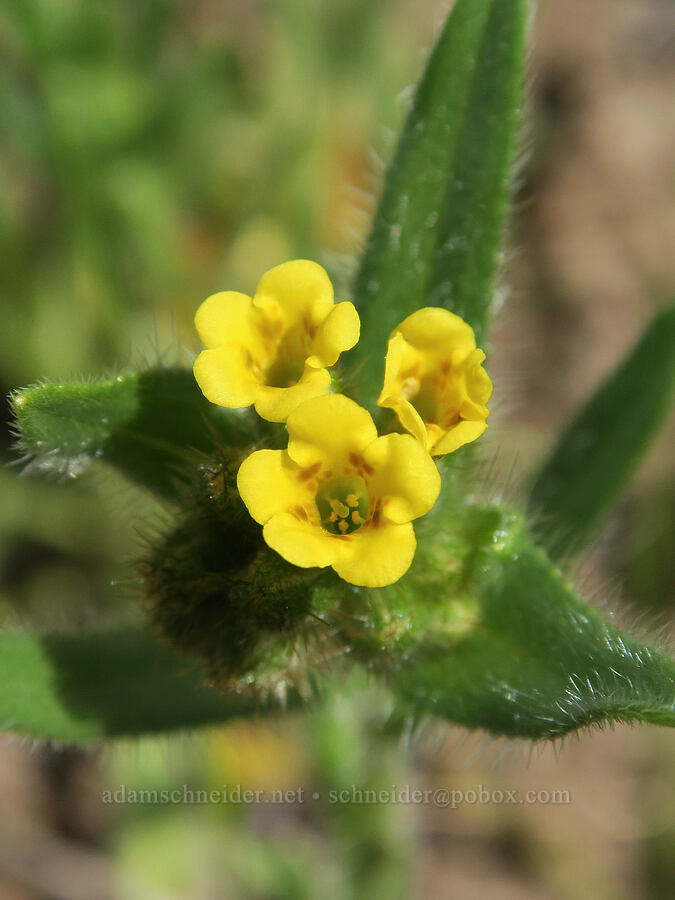very yellow fiddleneck (Amsinckia sp.) [BLM Criterion Tract, Wasco County, Oregon]