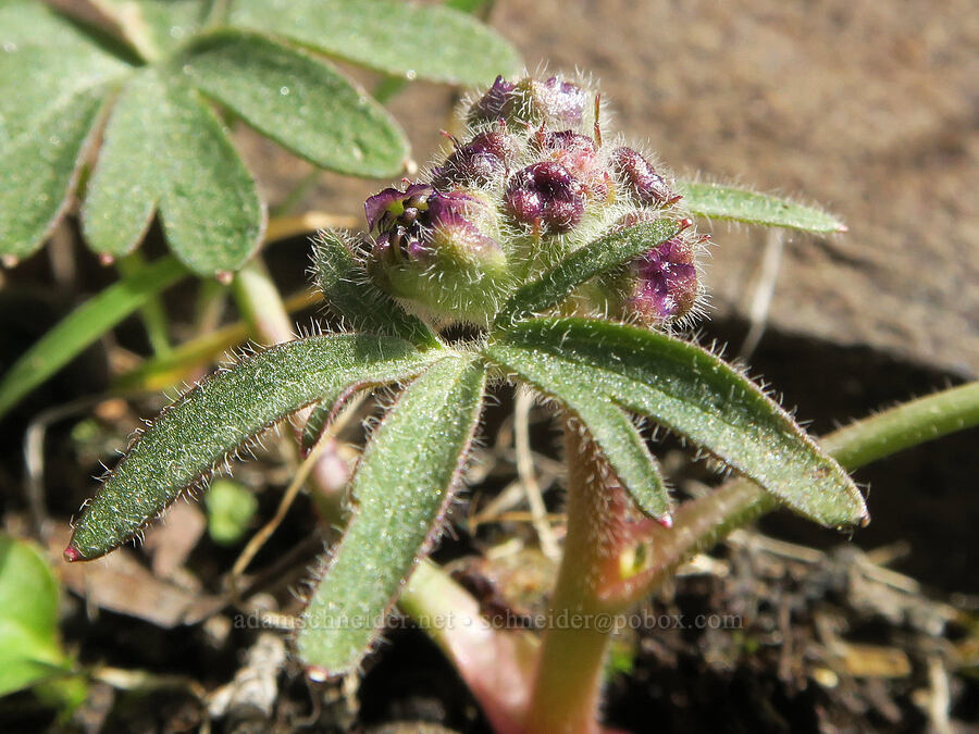 larkspur, budding (Delphinium nuttallianum) [BLM Criterion Tract, Wasco County, Oregon]