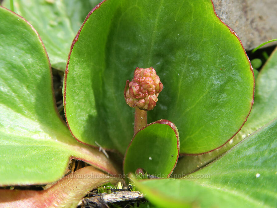brittle-leaf saxifrage, budding (Micranthes fragosa (Saxifraga integrifolia var. claytoniifolia)) [BLM Criterion Tract, Wasco County, Oregon]