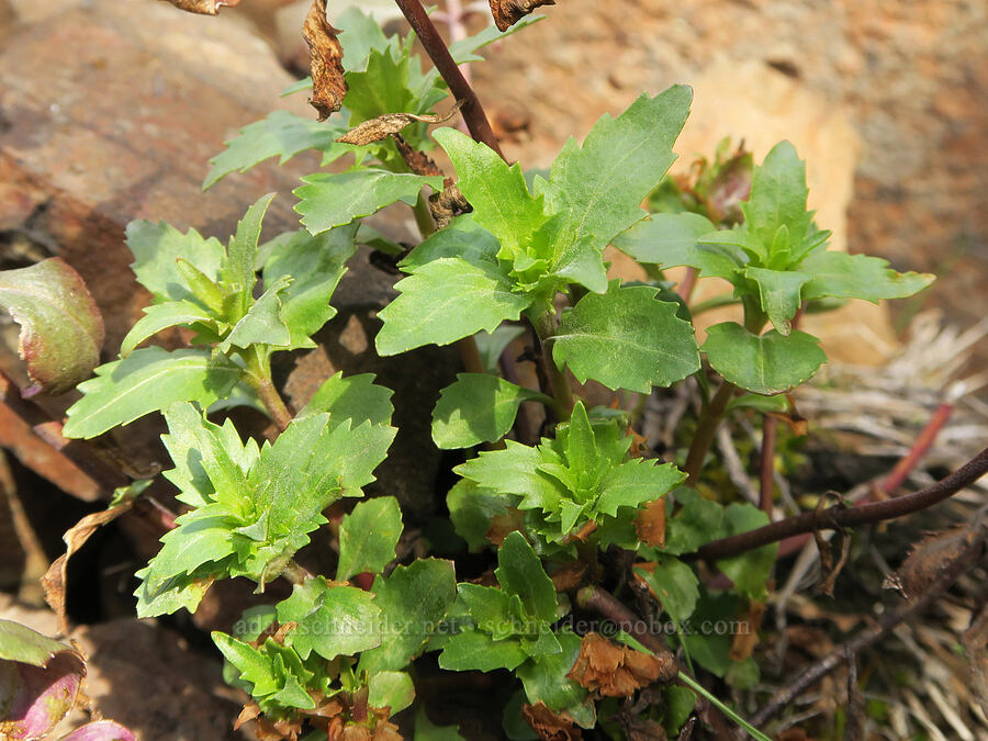 Richardson's penstemon leaves (Penstemon richardsonii) [BLM Criterion Tract, Wasco County, Oregon]