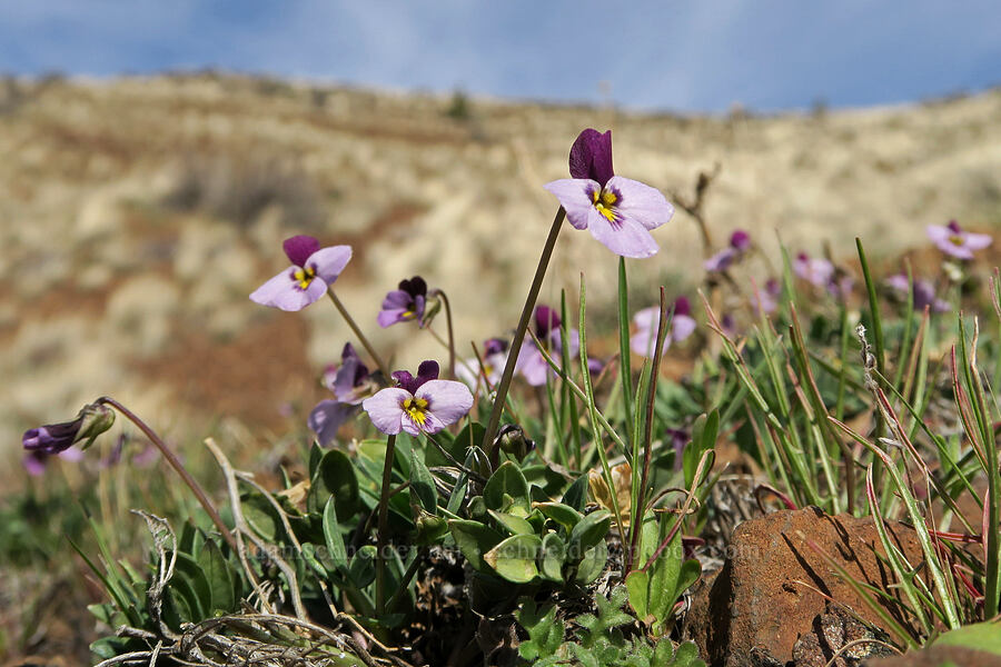 sagebrush violets (Viola trinervata) [BLM Criterion Tract, Wasco County, Oregon]