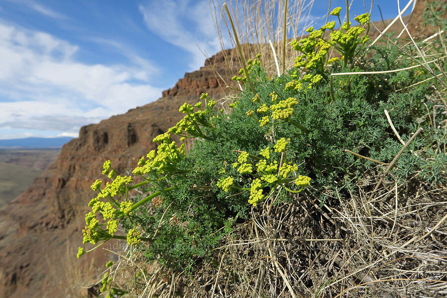 pungent desert parsley (Lomatium papilioniferum (Lomatium grayi)) [BLM Criterion Tract, Wasco County, Oregon]