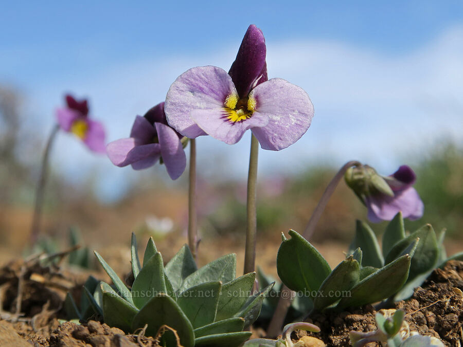 sagebrush violets (Viola trinervata) [BLM Criterion Tract, Wasco County, Oregon]