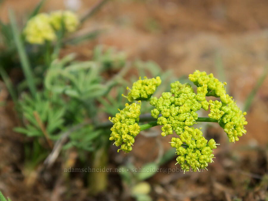 northern/Hamblen's biscuitroot (Lomatium farinosum var. hambleniae) [BLM Criterion Tract, Wasco County, Oregon]