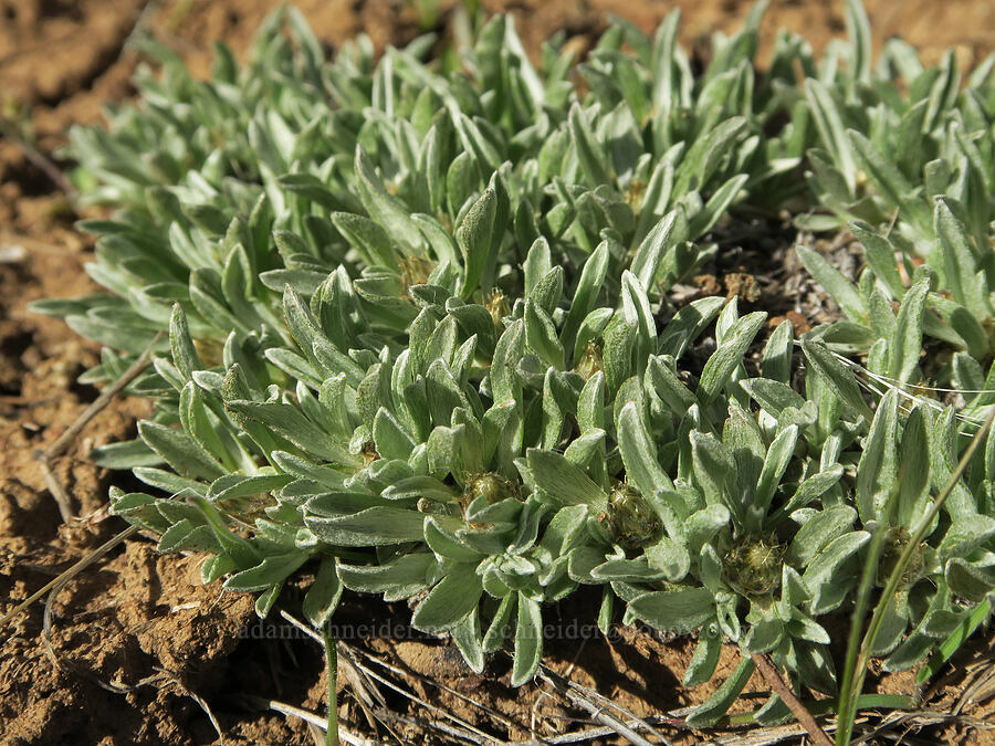 low pussy-toes (Antennaria dimorpha) [BLM Criterion Tract, Wasco County, Oregon]