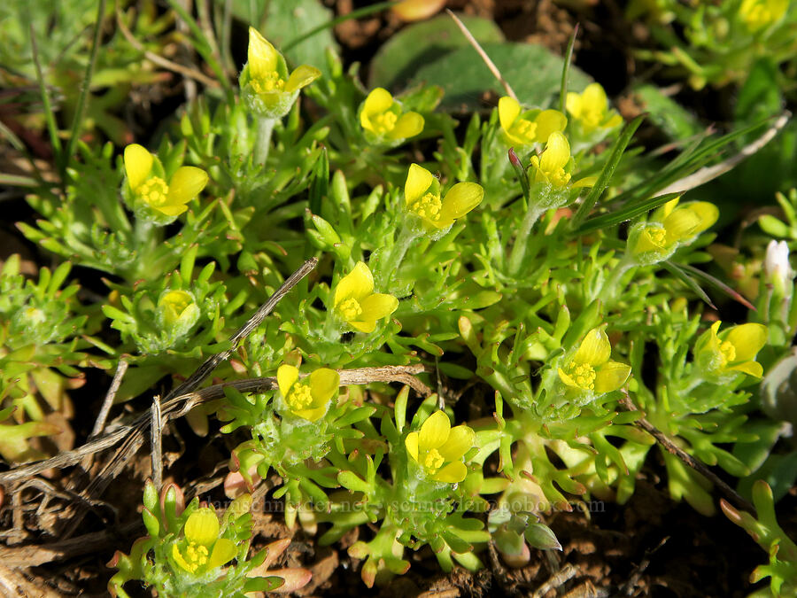 bur buttercups (Ceratocephala testiculata (Ranunculus testiculatus)) [BLM Criterion Tract, Wasco County, Oregon]