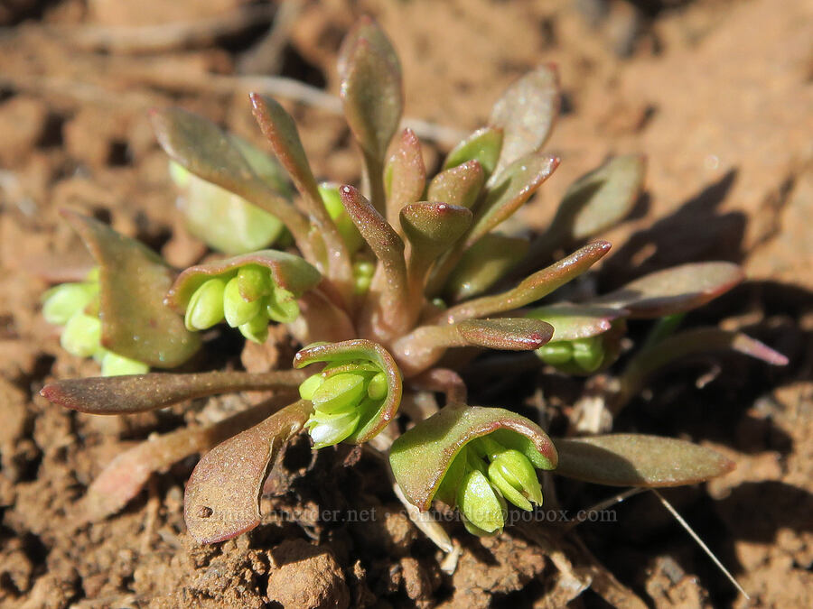 red-stem miner's lettuce (Claytonia rubra ssp. depressa (Montia perfoliata var. depressa)) [BLM Criterion Tract, Wasco County, Oregon]