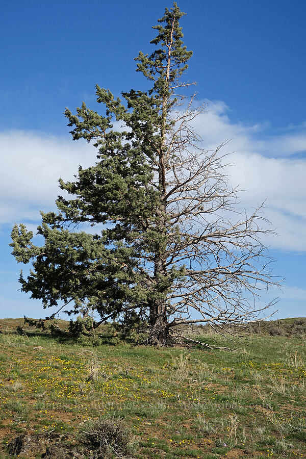 juniper & gold stars (Juniperus occidentalis, Crocidium multicaule) [BLM Criterion Tract, Wasco County, Oregon]