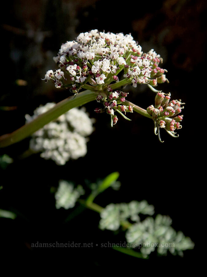 Canby's desert parsley (Lomatium canbyi (Cogswellia canbyi)) [BLM Criterion Tract, Wasco County, Oregon]