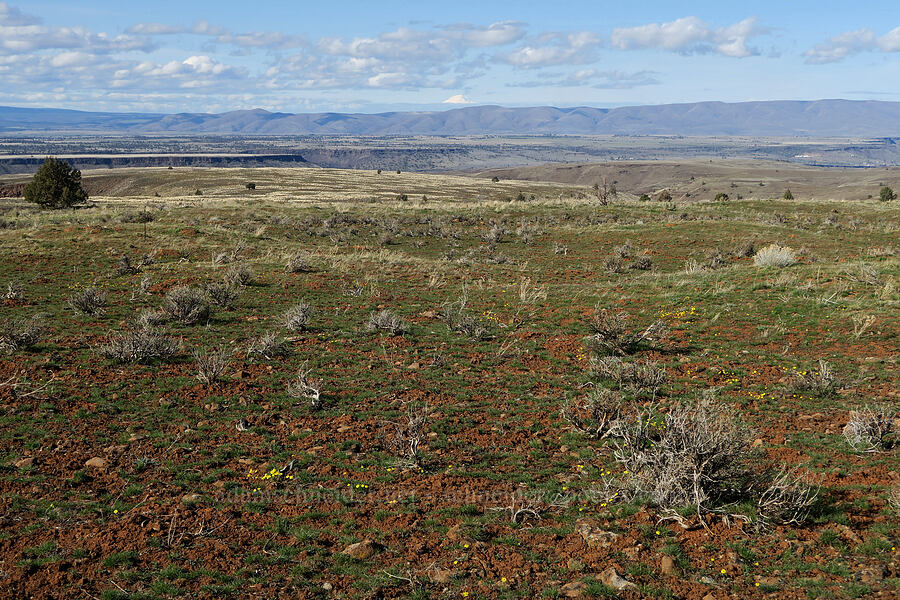 bunchgrass plateau [BLM Criterion Tract, Wasco County, Oregon]