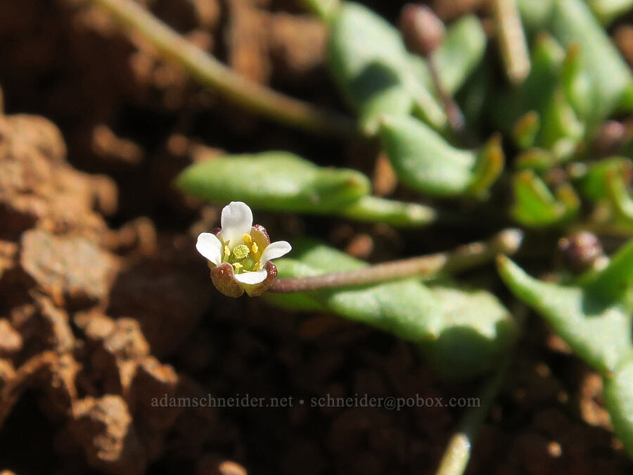 scale-pod flower (Idahoa scapigera) [BLM Criterion Tract, Wasco County, Oregon]