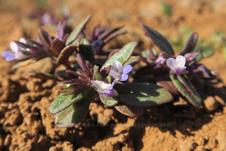 small-flowered blue-eyed-Mary (Collinsia parviflora) [BLM Criterion Tract, Wasco County, Oregon]