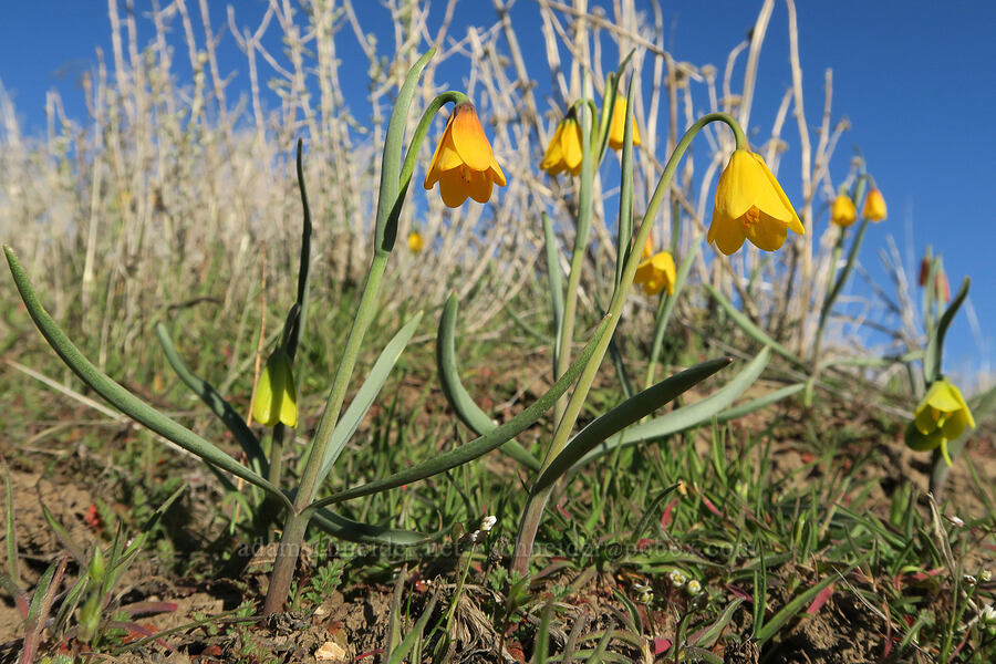 yellow bells (Fritillaria pudica) [BLM Criterion Tract, Wasco County, Oregon]