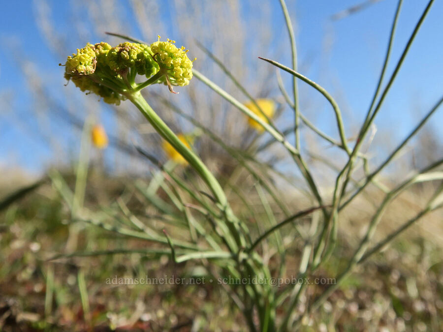 nine-leaf desert parsley (Lomatium triternatum) [BLM Criterion Tract, Wasco County, Oregon]
