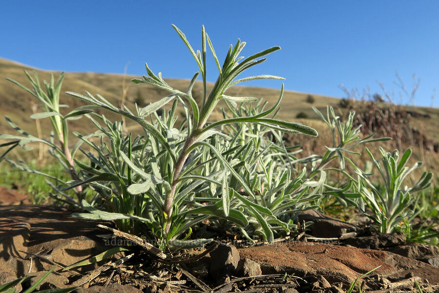 wild tarragon leaves (Artemisia dracunculus) [BLM Criterion Tract, Wasco County, Oregon]