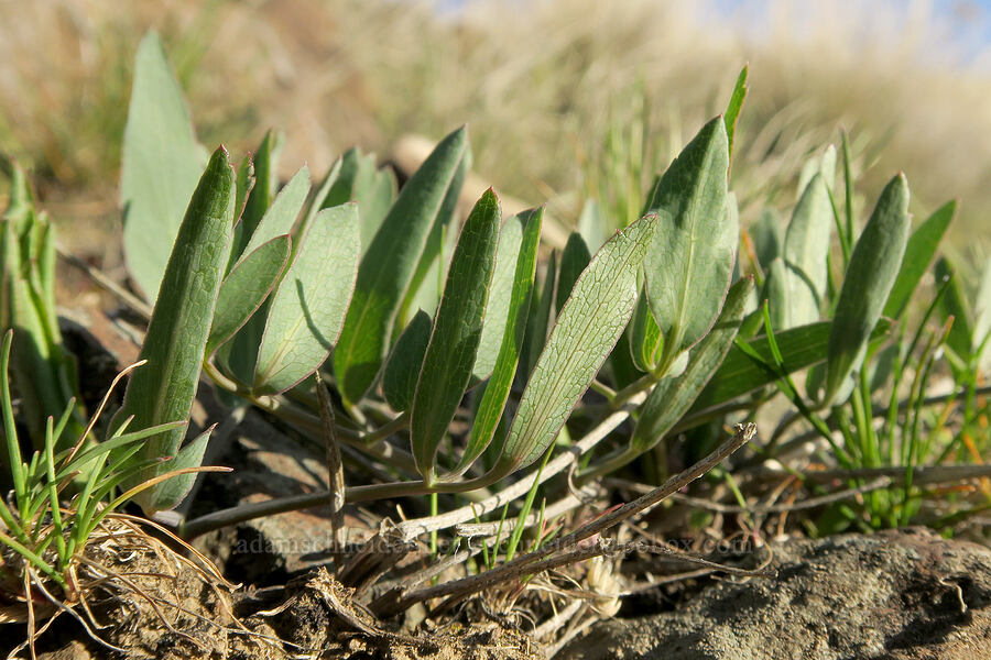 bare-stem desert parsley leaves (Lomatium nudicaule) [BLM Criterion Tract, Wasco County, Oregon]