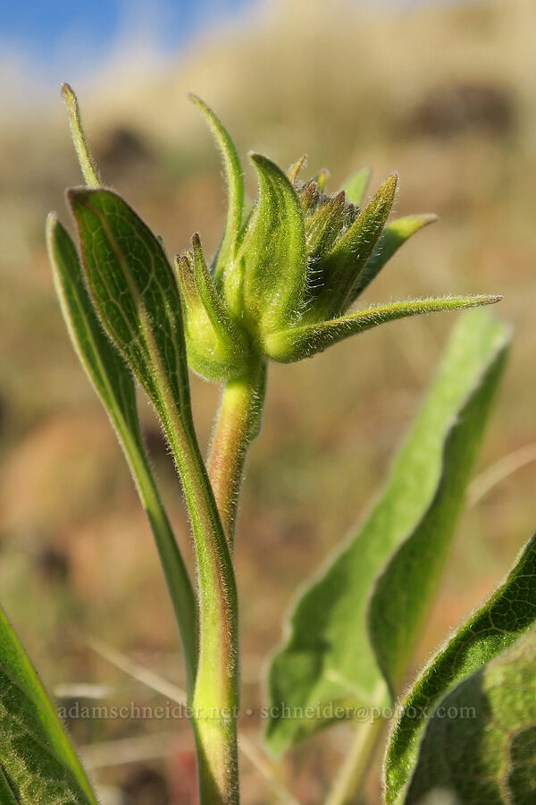 balsamroot, budding (Balsamorhiza sp.) [BLM Criterion Tract, Wasco County, Oregon]