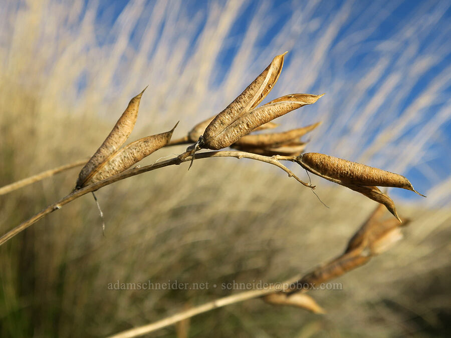 milk-vetch seed pods (Astragalus sp.) [BLM Criterion Tract, Wasco County, Oregon]