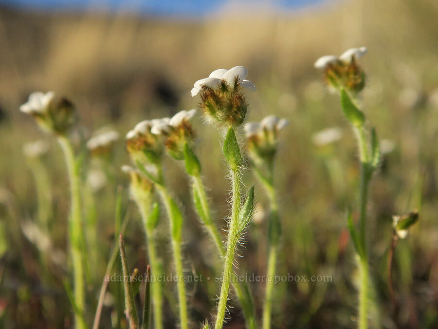 slender popcorn flower (Plagiobothrys tenellus) [BLM Criterion Tract, Wasco County, Oregon]