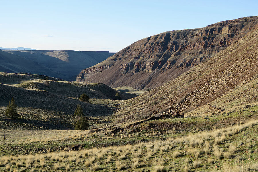 bunchgrass & cliffs [BLM Criterion Tract, Wasco County, Oregon]