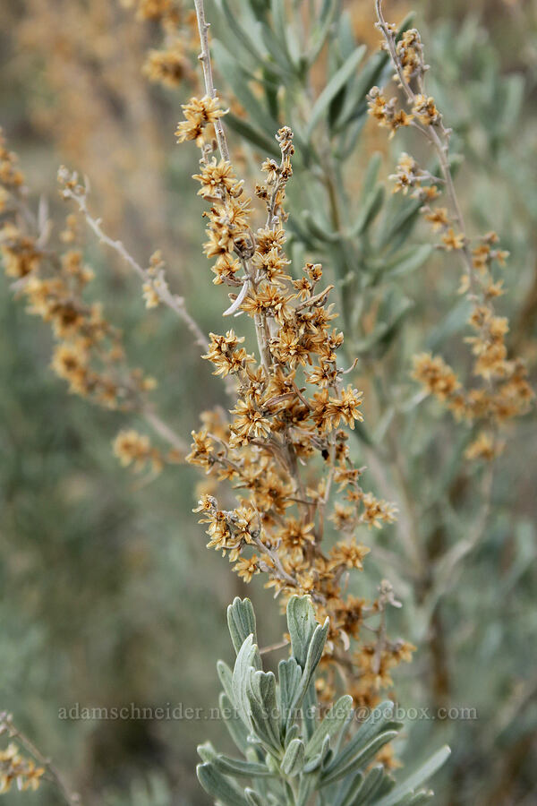 last year's sagebrush flowers (Artemisia tridentata) [BLM Criterion Tract, Wasco County, Oregon]