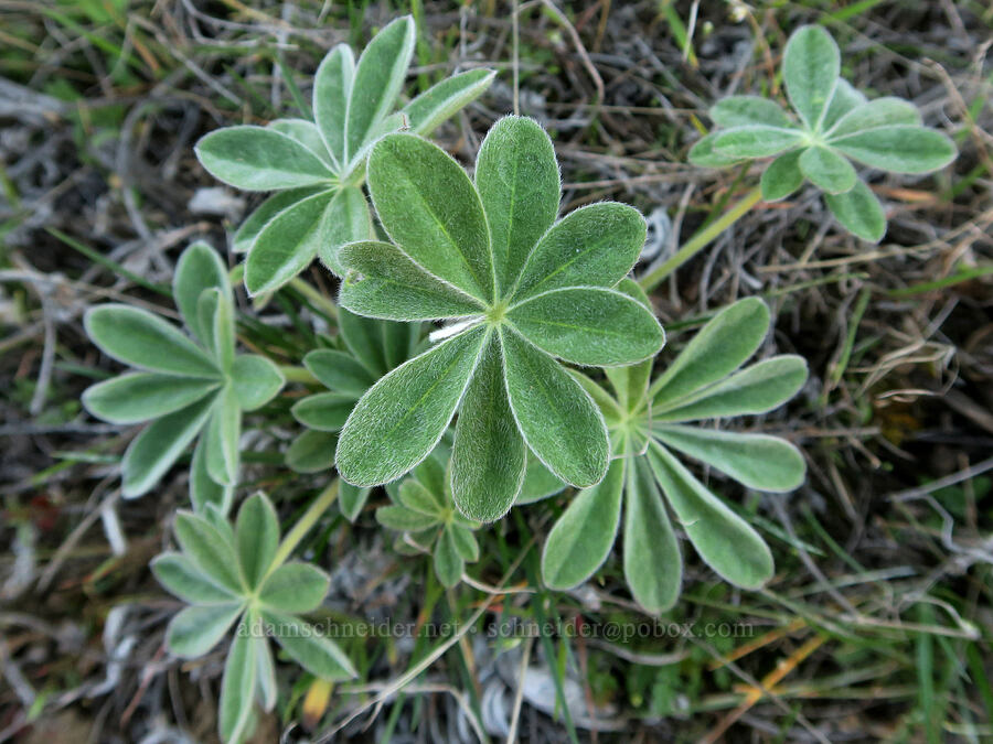 rounded lupine leaves (Lupinus sp.) [BLM Criterion Tract, Wasco County, Oregon]