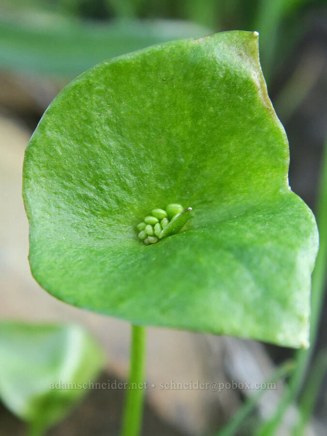 miner's lettuce, budding (Claytonia perfoliata (Montia perfoliata)) [BLM Criterion Tract, Wasco County, Oregon]