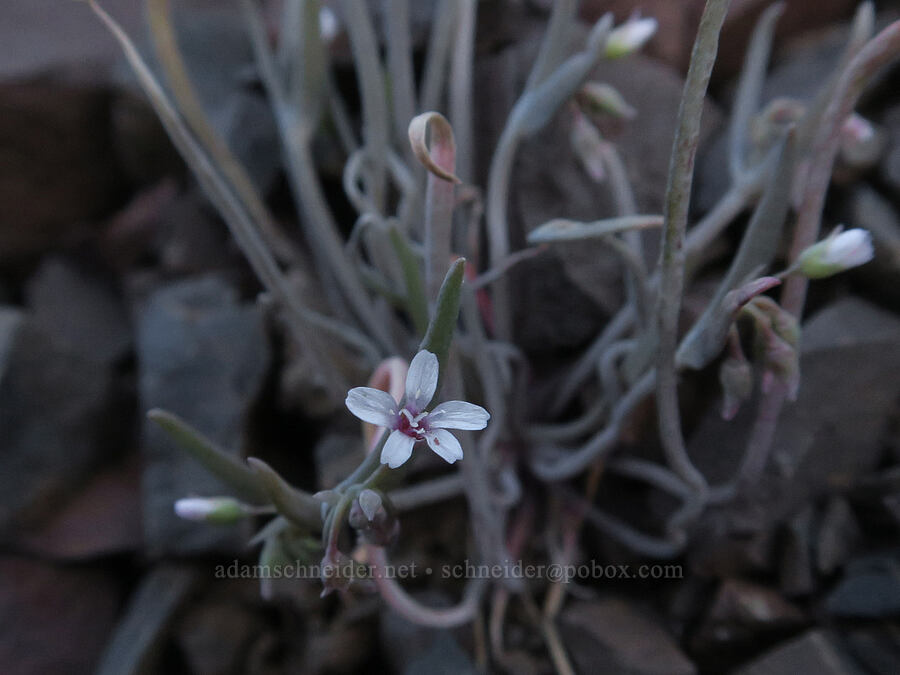 pale spring-beauty (Claytonia exigua ssp. exigua (Montia exigua ssp. exigua)) [BLM Criterion Tract, Wasco County, Oregon]