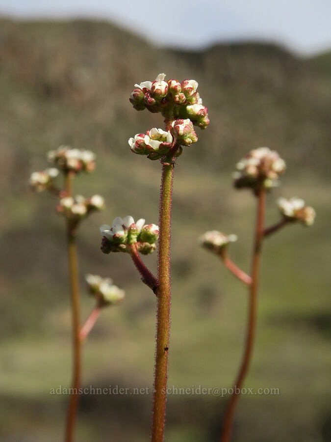 brittle-leaf saxifrage (Micranthes fragosa (Saxifraga integrifolia var. claytoniifolia)) [Lyle Convict Road, Klickitat County, Washington]