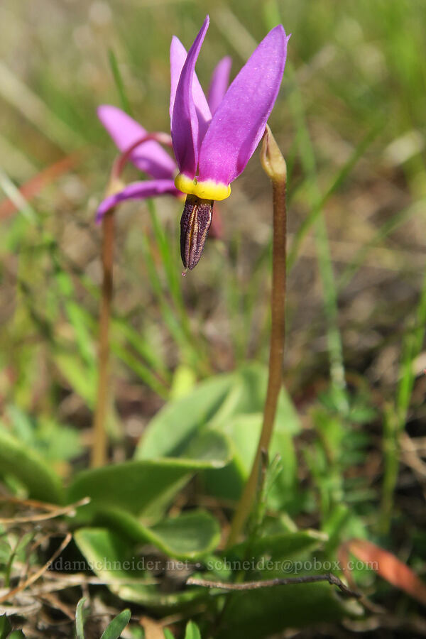 desert shooting-star (Dodecatheon conjugens (Primula conjugens)) [Lyle Convict Road, Klickitat County, Washington]