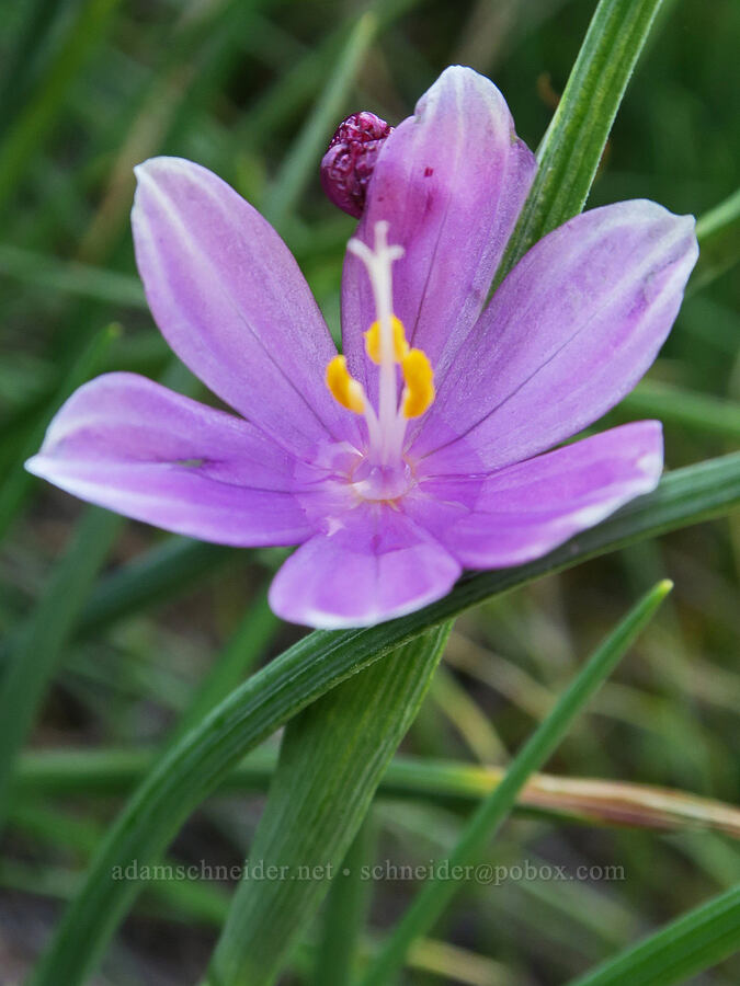 grass-widow (Olsynium douglasii) [east of Lyle, Klickitat County, Washington]