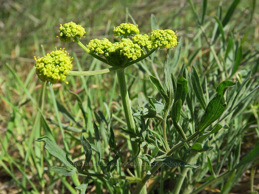 nine-leaf desert parsley (Lomatium brevifolium (Lomatium triternatum var. brevifolium)) [east of Lyle, Klickitat County, Washington]