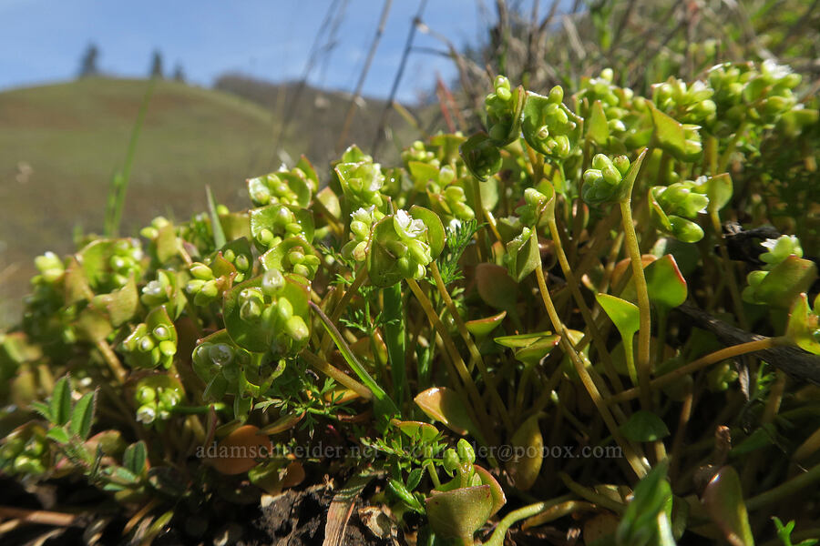 red-stem miner's lettuce (Claytonia rubra ssp. depressa (Montia perfoliata var. depressa)) [Lyle Loop Trail, Klickitat County, Washington]